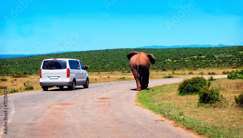 A driving car and a walking elephant moving together along a road in South Africa. Unforgettable meeting.