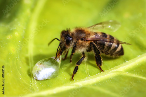 Macro image of a bee drinking a water drop from a green leaf