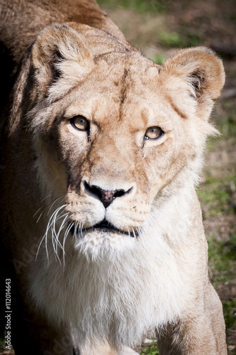 Portrait de lionne