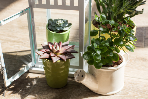 House plants. Succulents photo