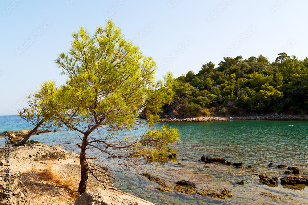 pine plant and tree  europe