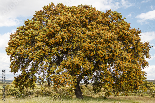 Quercus ilex. Encina, carrasca.
 photo