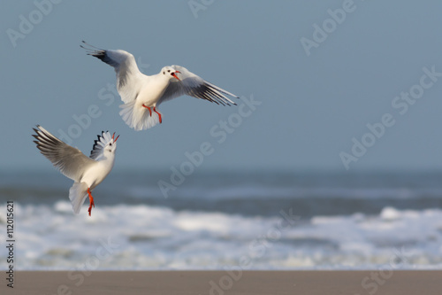 Gulls in conflict