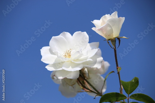 White wild rose with sunny blue sky