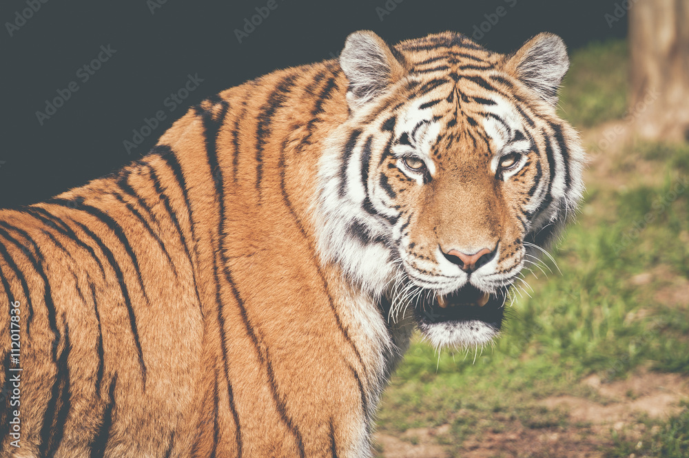 Tigre Tigre