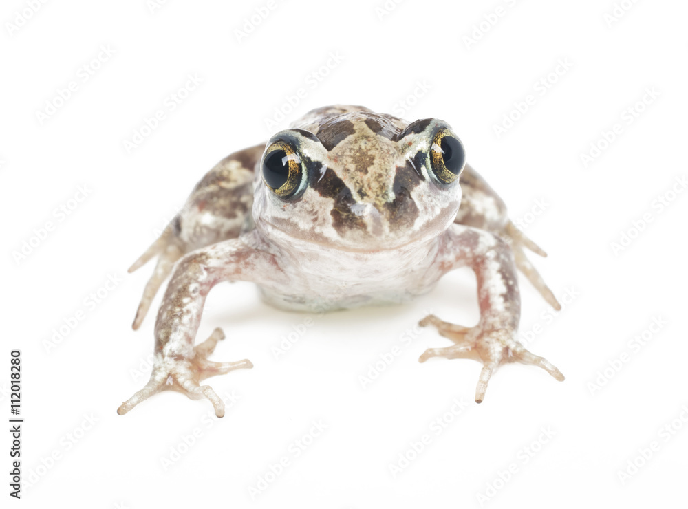 Obraz premium green frog close-up on a white background
