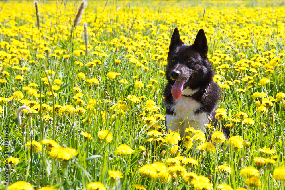 Dog sitting in dandelion field. Walk dogs Huskies nature in colors. A hunting dog Russian - European Laika.