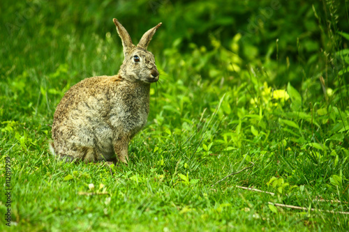 wild hare in the nature © alusovna
