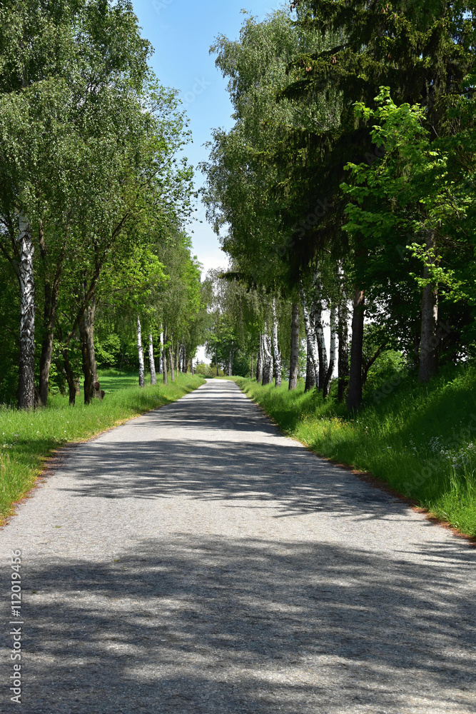 Trees lining the road in the summer