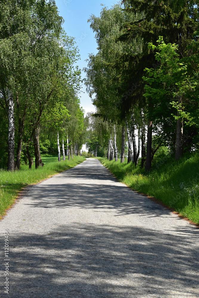 Trees lining the road in the summer Trees lining the road in the summer