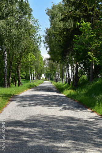 Trees lining the road in the summer