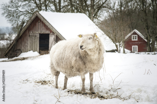 A sheep on wintery pasture