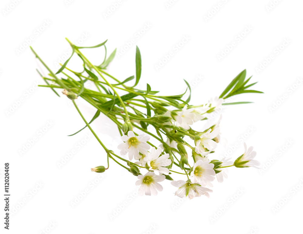Fototapeta premium Cerastium (mouse-ear chickweed).