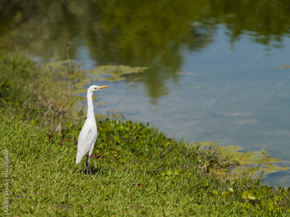 Obraz premium little egret