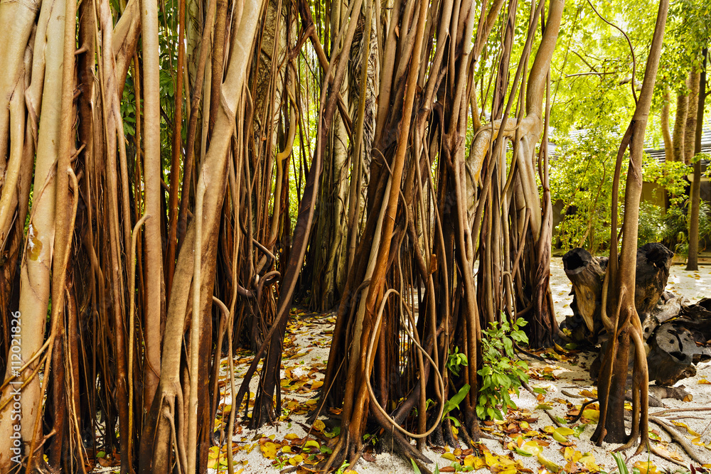 Fototapeta premium large old trees overgrown with lianas