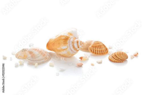 Closeup of seashells.
