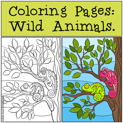 Coloring Pages: Wild Animals. Two little cute chameleons.