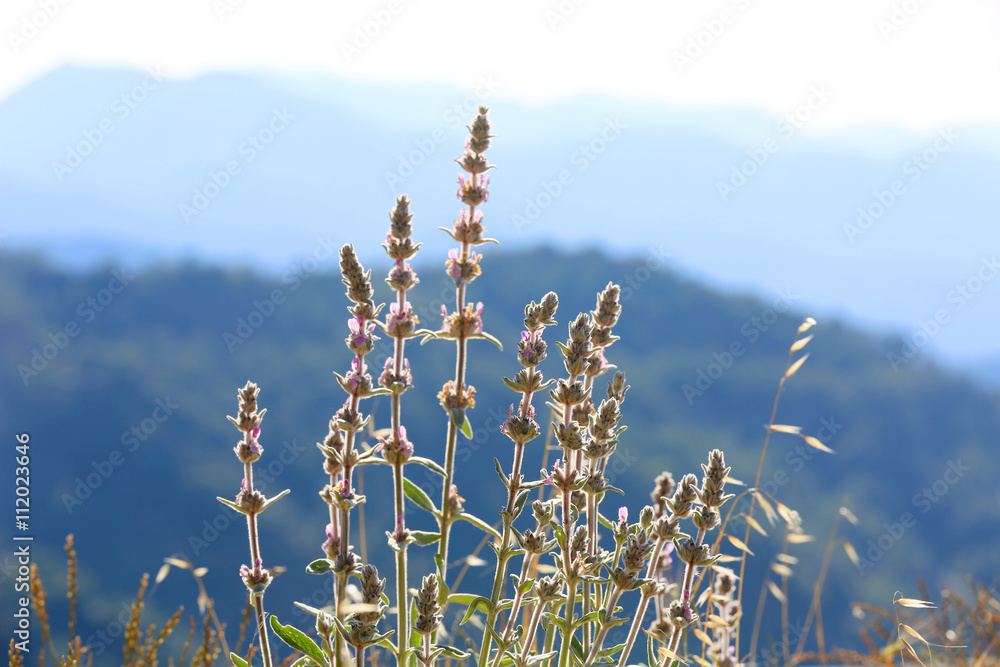 Naklejka premium summer flowers in mountains