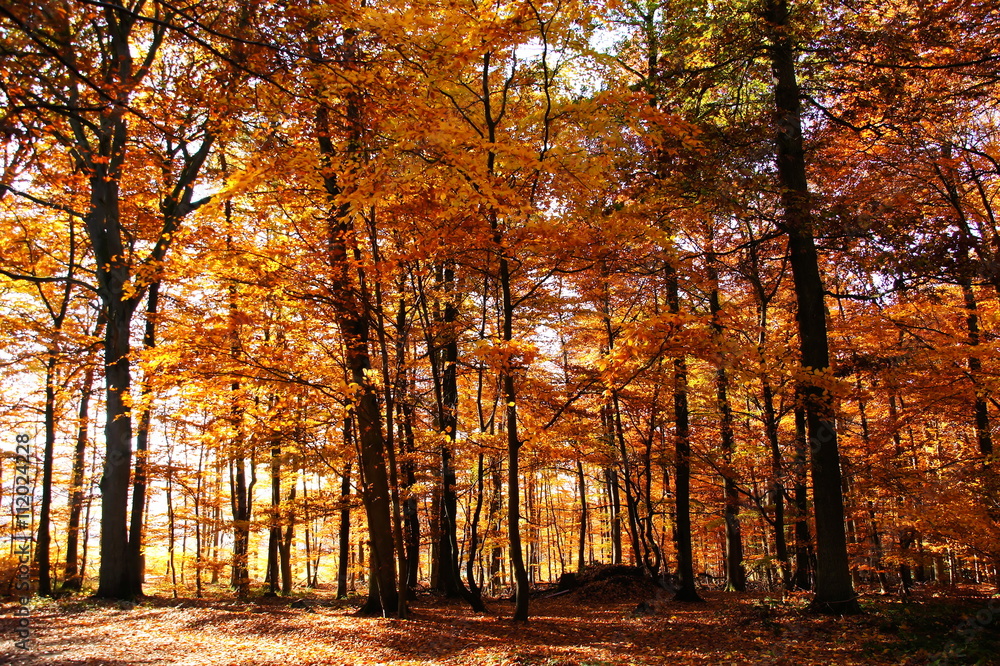 gelber Herbstwald im Sonnenschein bei Enkirch an der Mosel
