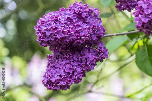 Buddleja Davidii, Butterfly Bush