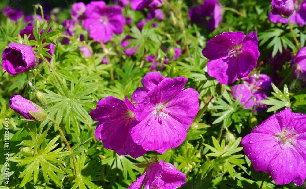 Purple wild geranium flowers Purple wild geranium flowers