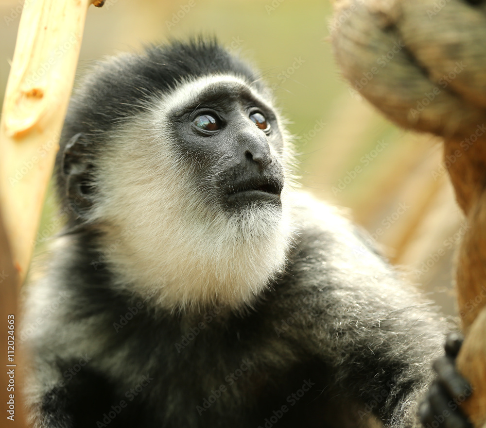 Obraz premium Close up of a Eastern Black-and-White baby Colobus monkey