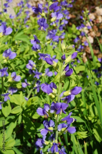 Blue flower spikes of Baptisia false indigo flower