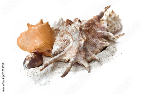 coquillages exotiques sur sable et fond blanc