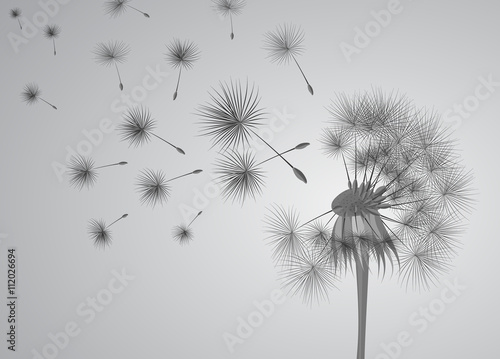 Fototapeta Naklejka Na Ścianę i Meble -  dandelion on grey background. Flying spores. Concept of wishing, tenderness and summer time.