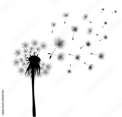 black dandelion on white background. Flying spores. Concept of wishing, tenderness and summer time.