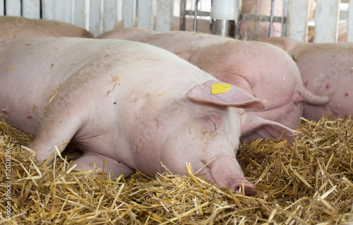 Large white swine sleeping on straw