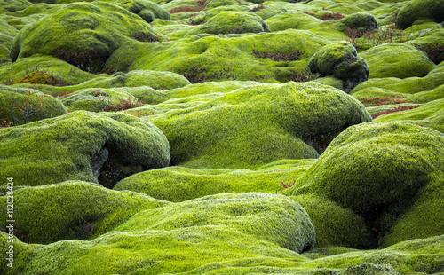 Obraz na plátně Iceland lava field covered with green moss