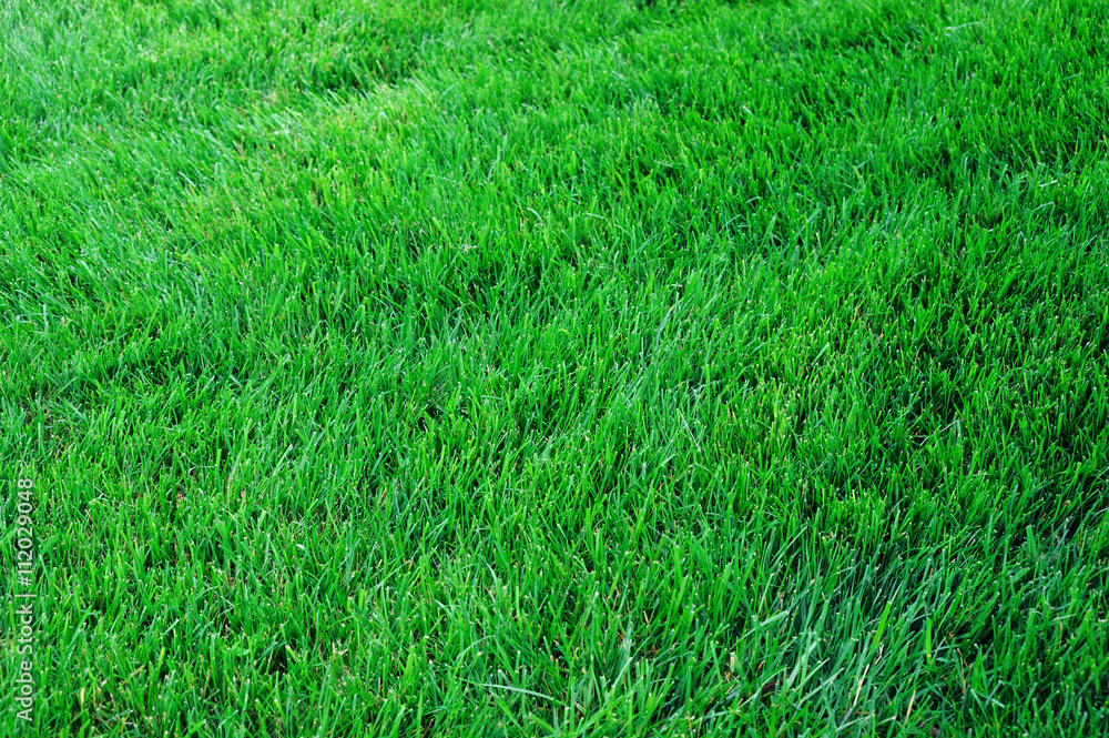 real green grass background real green grass background