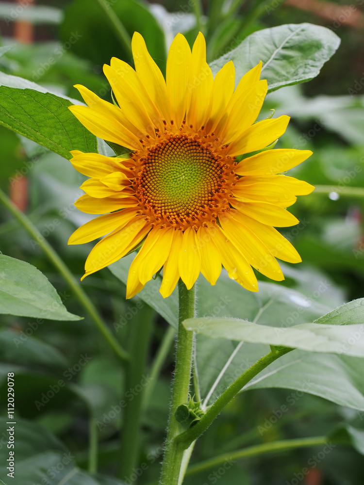 Macro beautiful and colorful of sunflower. Nature concept Macro beautiful and colorful of sunflower. Nature concept