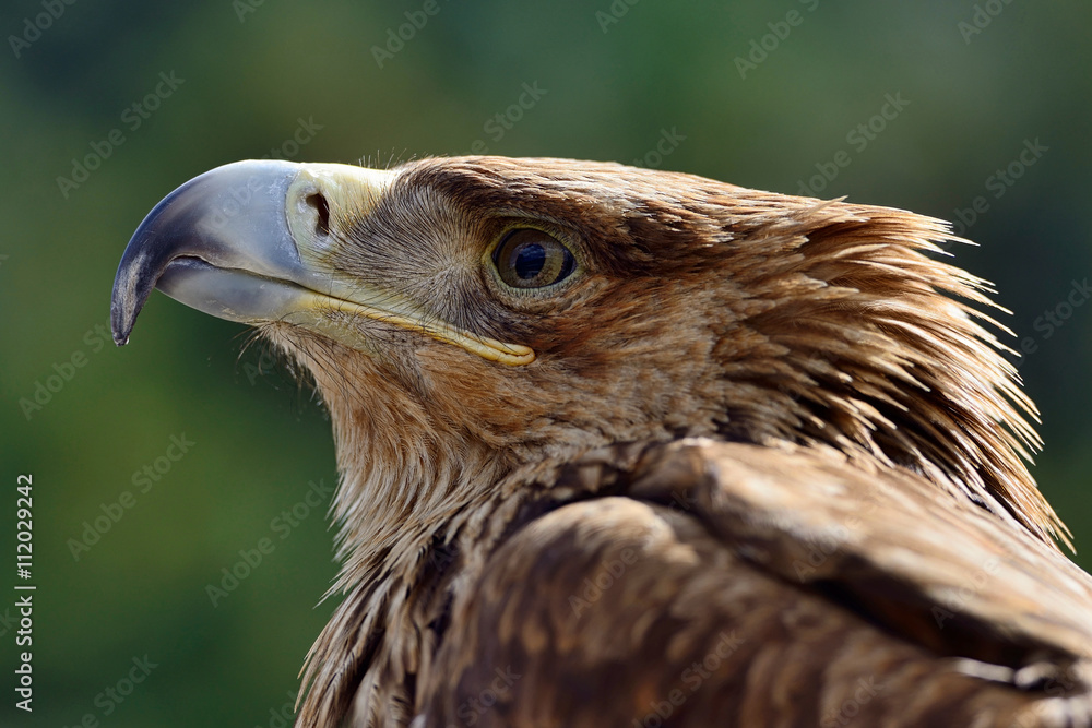 Fototapeta premium Portrait of a golden eagle