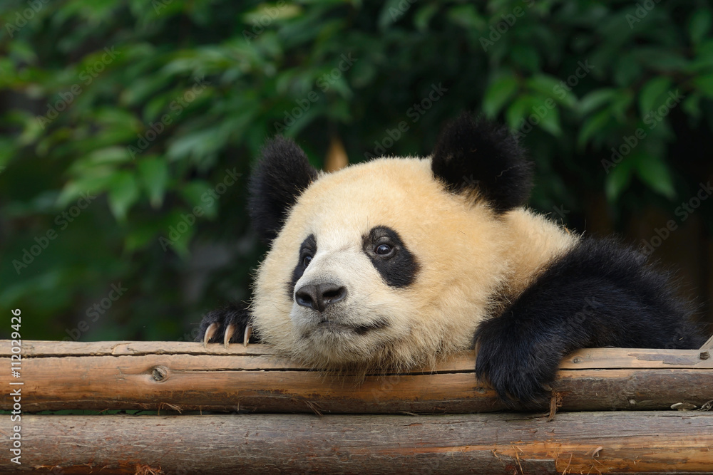 Fototapeta premium Giant panda bear