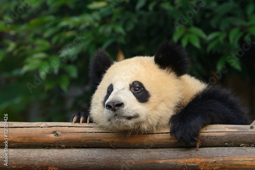 Fototapeta Naklejka Na Ścianę i Meble -  Giant panda bear