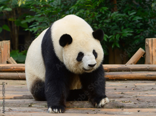 Fototapeta Naklejka Na Ścianę i Meble -  Giant panda bear