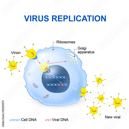 Virus Replication. Vector illustration