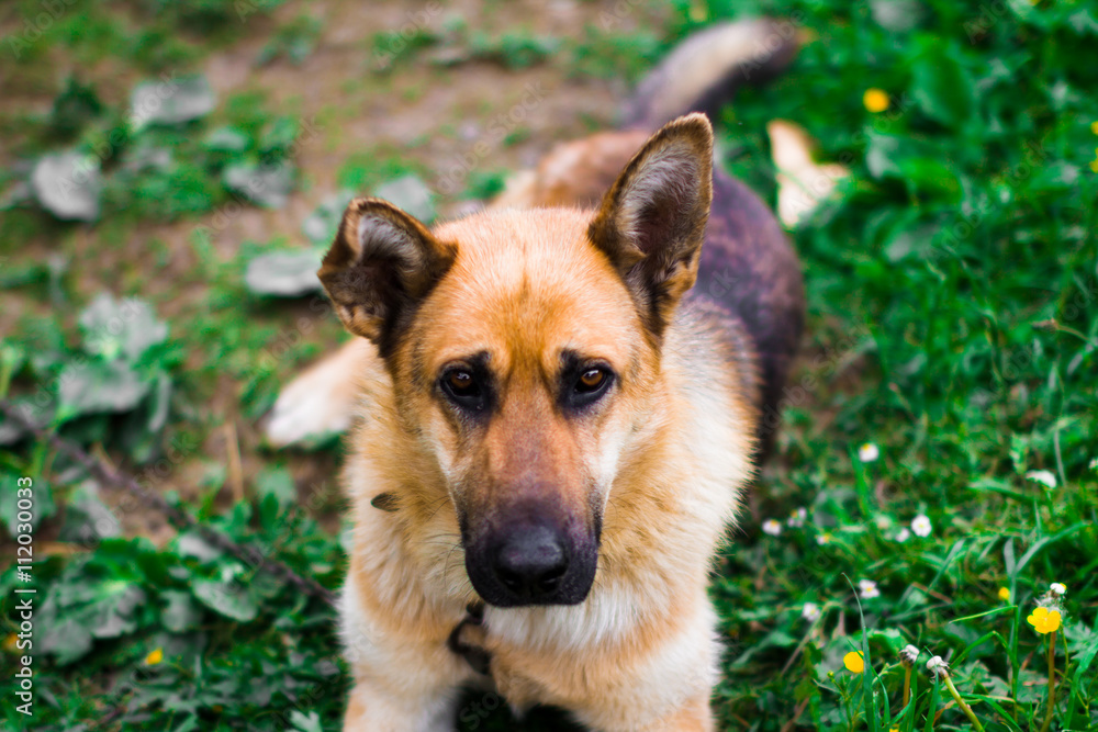 thoroughbred german shepherd dropped one ear