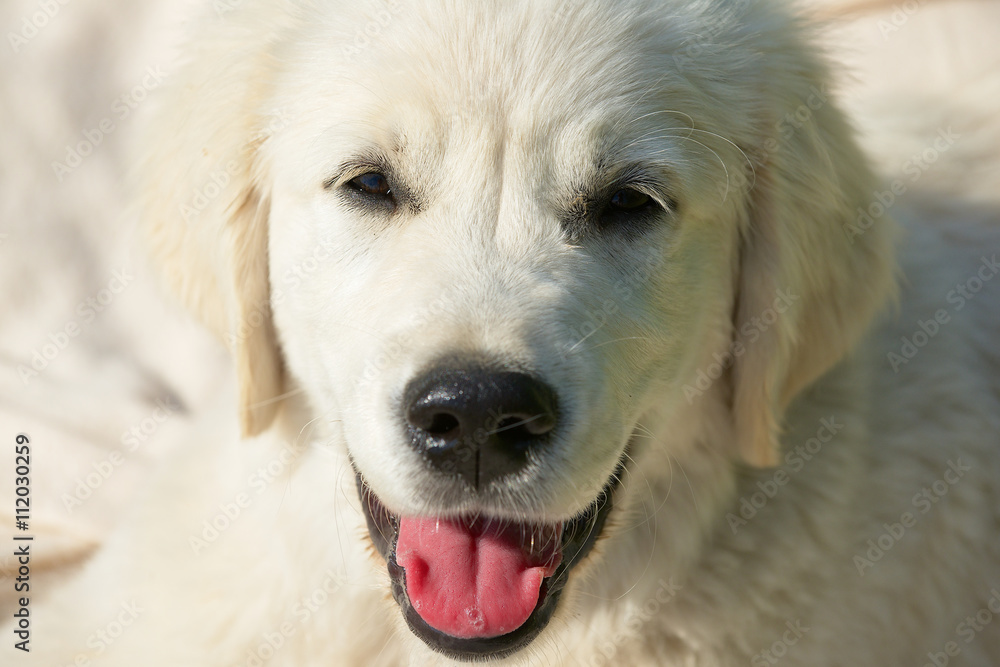 Golden retriever three months old dog portrait with beige background at sunset light. Golden retriever three months old dog portrait with beige background at sunset light.