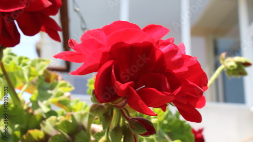 Fototapeta Naklejka Na Ścianę i Meble -  gerati