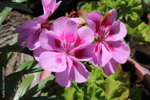 Fototapeta Naklejka Na Ścianę i Meble -  geraniuming