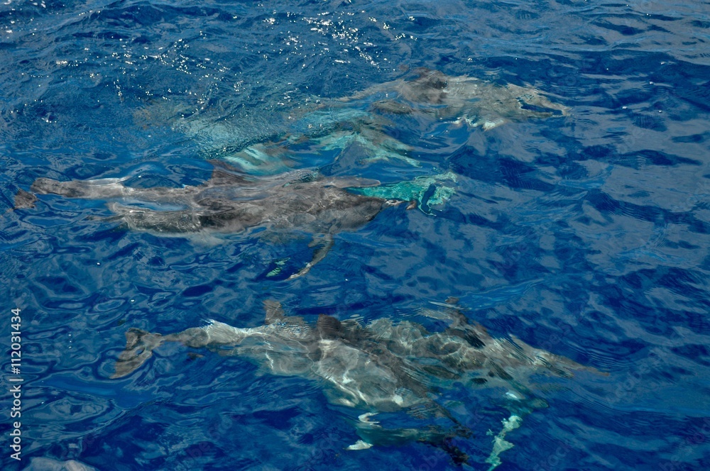 Delfine schwimmen unter der tiefblauen Wasseroberfläche des atlantischen Ozeans - Meeres, vor der Küste von La Gomera, Kanarische Inseln, Spanien