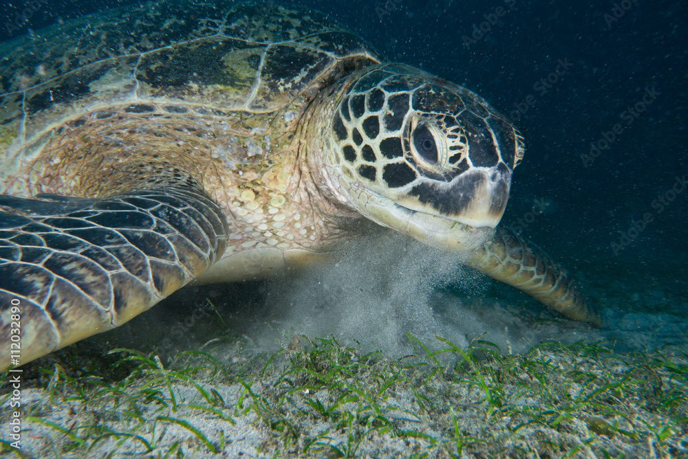 Fototapeta premium アオウミガメの食事風景