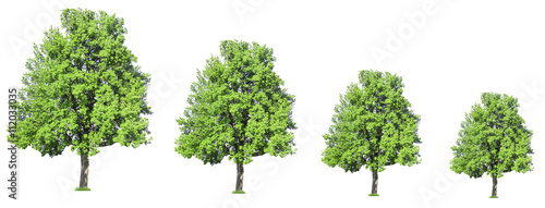 Row of trees growing in size  isolated on white