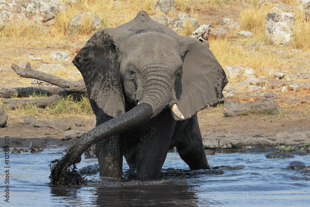 Fototapeta premium Elefant am Wasserloch im Etosha Nationalpark