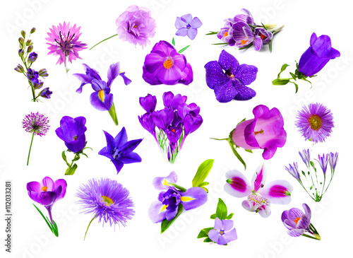 Collage of purple color flowers, isolated on white