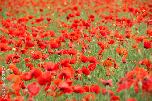 Vivid poppy field