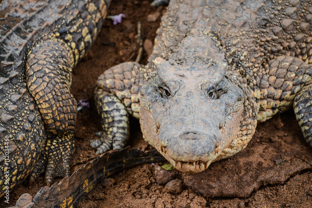 Fototapeta premium Cuban crocodile in natural wild enviroment